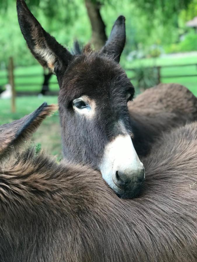 Vila Agroturismo Anziola Oiartzun Exteriér fotografie