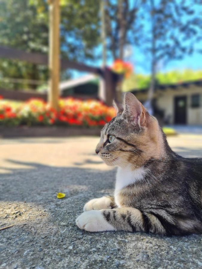 Vila Agroturismo Anziola Oiartzun Exteriér fotografie